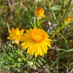 Xerochrysum viscosum (Sticky Everlasting) at Isaacs Ridge - 27 Oct 2023 by Mike