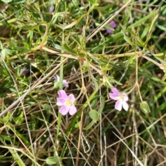 Geranium sp. Narrow lobes (G.S.Lorimer 1771) Vic. Herbarium at Isaacs, ACT - 27 Oct 2023 by Mike