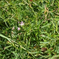 Geranium sp.3 at Isaacs, ACT - 27 Oct 2023