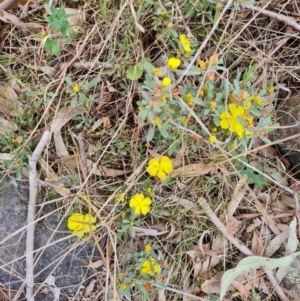 Hibbertia obtusifolia at Isaacs, ACT - 27 Oct 2023 04:34 PM