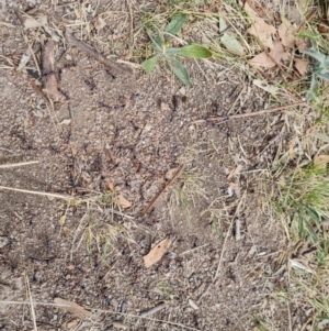 Iridomyrmex purpureus at Isaacs, ACT - 27 Oct 2023