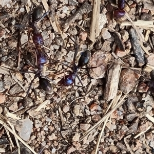 Iridomyrmex purpureus at Isaacs, ACT - 27 Oct 2023 04:28 PM