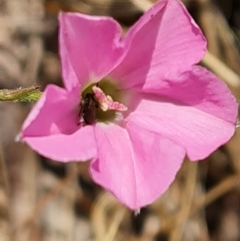 Convolvulus angustissimus subsp. angustissimus (Australian Bindweed) at Isaacs, ACT - 27 Oct 2023 by Mike