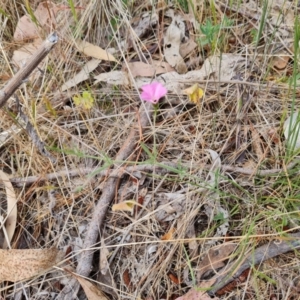 Convolvulus angustissimus subsp. angustissimus at Isaacs, ACT - 27 Oct 2023