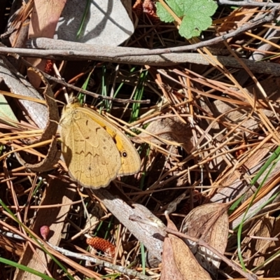 Heteronympha merope (Common Brown Butterfly) at Isaacs, ACT - 27 Oct 2023 by Mike