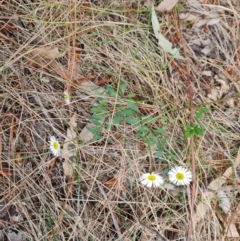 Erigeron karvinskianus (Seaside Daisy) at Isaacs, ACT - 27 Oct 2023 by Mike