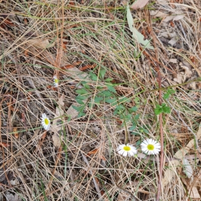 Erigeron karvinskianus (Seaside Daisy) at Isaacs, ACT - 27 Oct 2023 by Mike