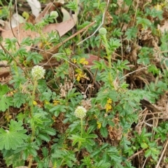 Acaena novae-zelandiae (Bidgee Widgee) at Isaacs Ridge - 27 Oct 2023 by Mike