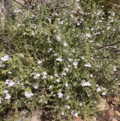Prostanthera arapilensis at Mitre, VIC - 22 Oct 2023 10:02 AM