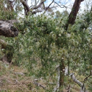 Clematis leptophylla at Isaacs, ACT - 27 Oct 2023 03:53 PM