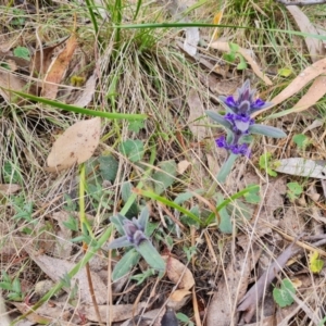 Ajuga australis at Isaacs, ACT - 27 Oct 2023