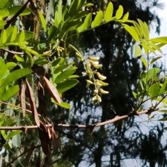 Robinia pseudoacacia (Black Locust) at Isaacs, ACT - 27 Oct 2023 by Mike