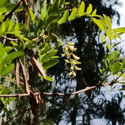 Robinia pseudoacacia (Black Locust) at Isaacs Ridge - 27 Oct 2023 by Mike
