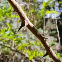 Robinia pseudoacacia at Isaacs, ACT - 27 Oct 2023