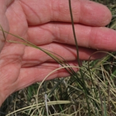 Carex bichenoviana (A Sedge ) at Monash Grassland - 13 Oct 2023 by AndyRoo