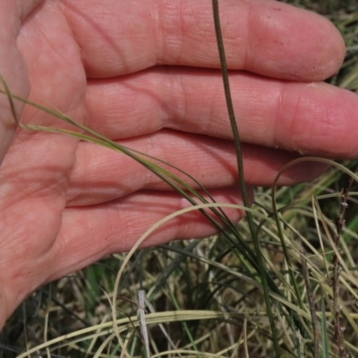 Carex bichenoviana (A Sedge ) at Tuggeranong Creek to Monash Grassland - 13 Oct 2023 by AndyRoo