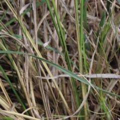 Carex bichenoviana at Monash, ACT - 13 Oct 2023 11:02 AM