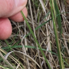 Carex bichenoviana at Monash, ACT - 13 Oct 2023 11:02 AM