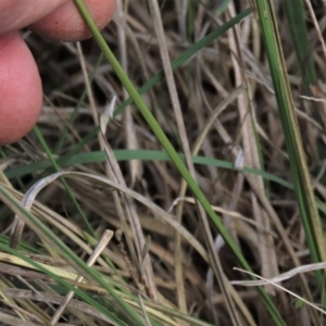 Carex bichenoviana at Monash, ACT - 13 Oct 2023 11:02 AM