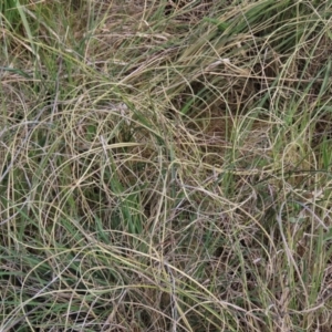 Carex bichenoviana at Monash, ACT - 13 Oct 2023 11:02 AM