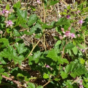 Rubus parvifolius at Isaacs, ACT - 27 Oct 2023