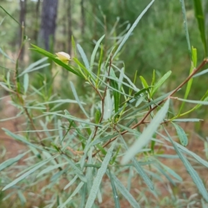 Dodonaea viscosa subsp. angustissima at Mawson, ACT - 27 Oct 2023