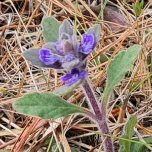 Ajuga australis at Isaacs, ACT - 27 Oct 2023