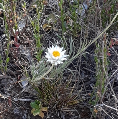 Leucochrysum albicans subsp. tricolor (Hoary Sunray) at Campbell, ACT - 26 Oct 2023 by annmhare