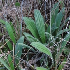 Plantago varia (Native Plaintain) at Tuggeranong Creek to Monash Grassland - 12 Oct 2023 by AndyRoo