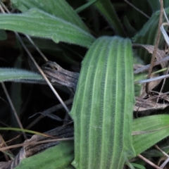 Plantago varia at Monash, ACT - 13 Oct 2023 10:53 AM