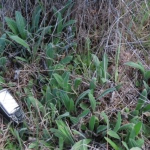 Plantago varia at Monash, ACT - 13 Oct 2023 10:53 AM