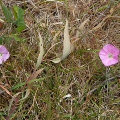 Convolvulus angustissimus subsp. angustissimus (Australian Bindweed) at Harcourt Hill - 27 Oct 2023 by MichaelWenke
