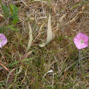 Convolvulus angustissimus subsp. angustissimus at Nicholls, ACT - 27 Oct 2023