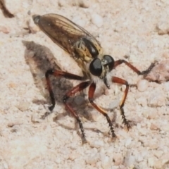 Asiola fasciata (A robber fly) at Tuggeranong, ACT - 27 Oct 2023 by JohnBundock