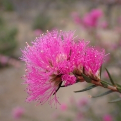 Melaleuca wilsonii (Violet Honey-Myrtle) at Mitre, VIC - 22 Oct 2023 by AnneG1