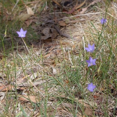Wahlenbergia capillaris (Tufted Bluebell) at Nicholls, ACT - 27 Oct 2023 by Trevor