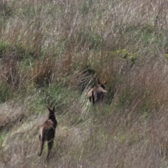 Macropus giganteus (Eastern Grey Kangaroo) at Isabella Pond - 13 Oct 2023 by AndyRoo