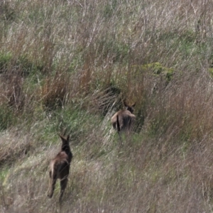 Macropus giganteus at Monash, ACT - 13 Oct 2023