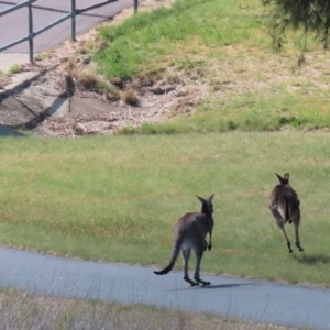 Macropus giganteus at Monash, ACT - 13 Oct 2023