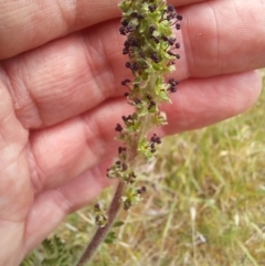 Acaena x ovina (Sheep's Burr) at Paddys River, ACT - 27 Oct 2023 by jac