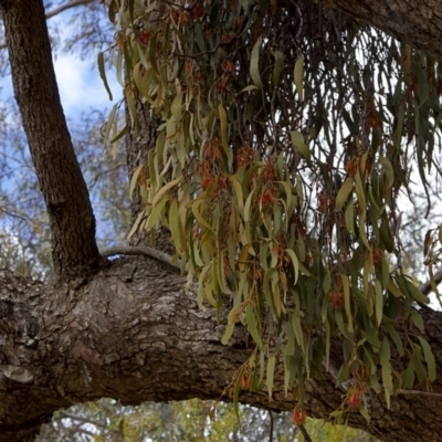 Amyema miquelii (Box Mistletoe) at Nicholls, ACT - 27 Oct 2023 by MichaelWenke