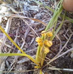 Lomandra filiformis subsp. coriacea (Wattle Matrush) at Paddys River, ACT - 26 Oct 2023 by jac