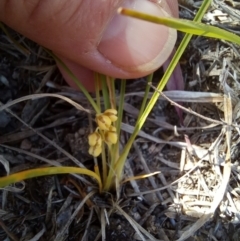 Lomandra filiformis subsp. coriacea at Paddys River, ACT - 27 Oct 2023 10:25 AM