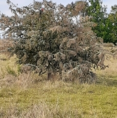 Callocephalon fimbriatum (Gang-gang Cockatoo) at Ainslie, ACT - 17 Oct 2023 by annmhare