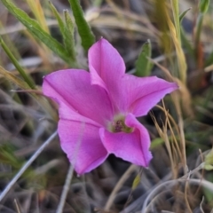 Convolvulus angustissimus subsp. angustissimus (Australian Bindweed) at Turallo Nature Reserve - 27 Oct 2023 by Csteele4