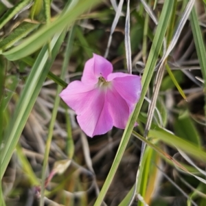 Convolvulus angustissimus subsp. angustissimus at Bungendore, NSW - 27 Oct 2023