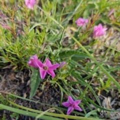 Convolvulus angustissimus subsp. angustissimus at Bungendore, NSW - 27 Oct 2023