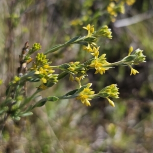 Pimelea curviflora var. sericea at Bungendore, NSW - 27 Oct 2023