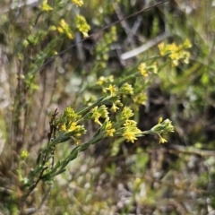 Pimelea curviflora var. sericea at Bungendore, NSW - 27 Oct 2023