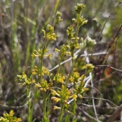 Pimelea curviflora var. sericea at Bungendore, NSW - 27 Oct 2023